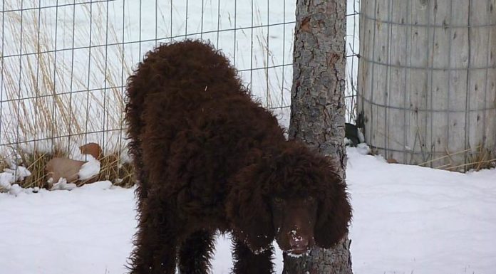 Can you swim in Lake Gregory right now? Can you swim in Lake Gregory right now?