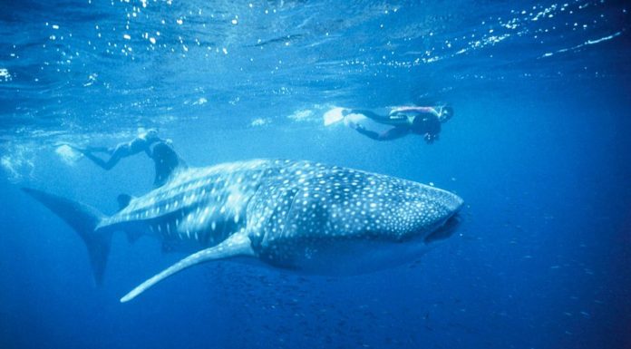 Can you swim in Pender Bay? Can you swim in Pender Bay?