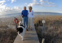 Can you take dogs on Bimini ferry? Can you take dogs on Bimini ferry?