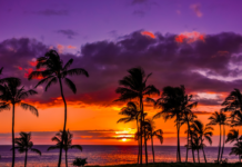 Can you take plumeria from Hawaii? Can you take plumeria from Hawaii?
