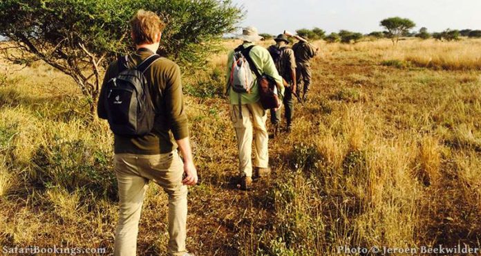 Can you walk from Animal Kingdom Lodge to park?