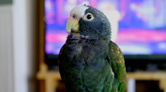 Comment écrire bon bout d’an ? Comment écrire bon bout d'an ?