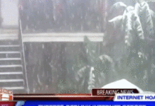 Did it ever snow in HK? Did it ever snow in HK?