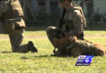 Do Navy Seals use dogs? Do Navy Seals use dogs?