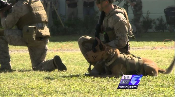 Do Navy Seals use dogs? Do Navy Seals use dogs?