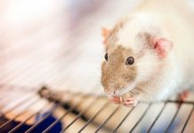 Do Vietnamese eat rats? Do Vietnamese eat rats?