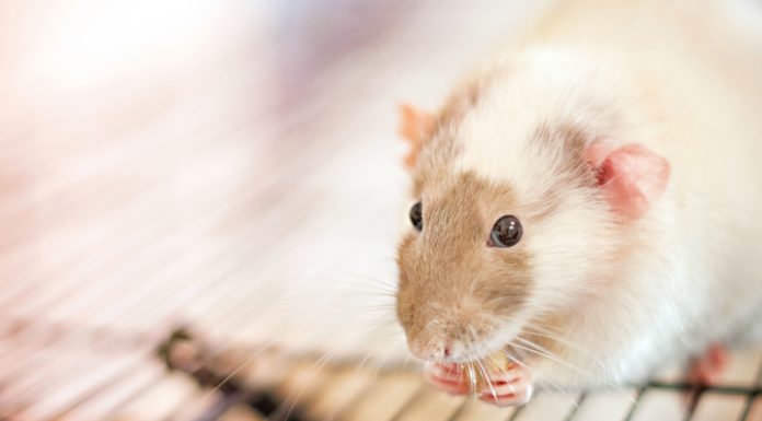 Do Vietnamese eat rats? Do Vietnamese eat rats?