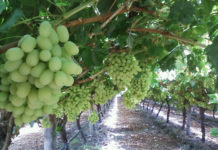 Do grapes grow in Florida? Do grapes grow in Florida?