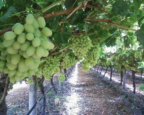 Do grapes grow in Florida?