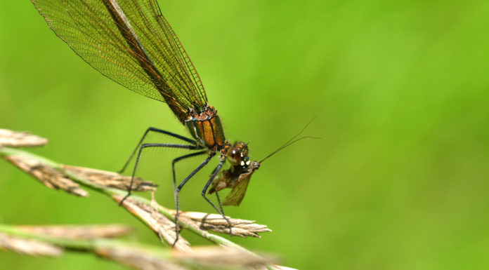 Do lovebugs eat mosquitos? Do lovebugs eat mosquitos?