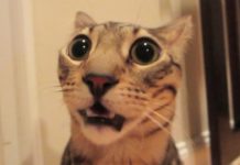 Do the catacombs smell? Do the catacombs smell?