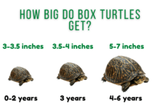 Do you get turtles in Thailand? Do you get turtles in Thailand?