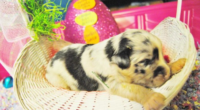 Do you need a car on Isle of Islay? Do you need a car on Isle of Islay?