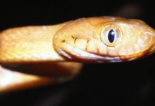 Does Alaska have snakes? Does Alaska have snakes?
