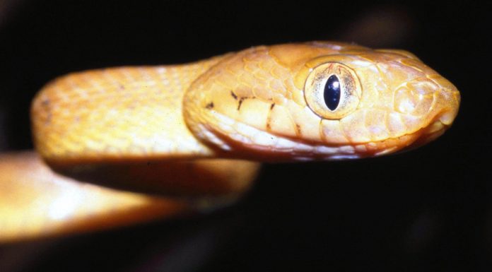 Does Alaska have snakes? Does Alaska have snakes?