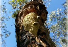 Does Arizona have wineries? Does Arizona have wineries?