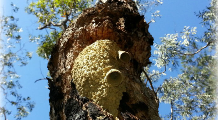 Does Arizona have wineries? Does Arizona have wineries?