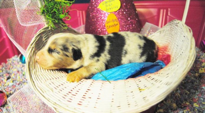 Does Blue light help wrinkles? Does Blue light help wrinkles?