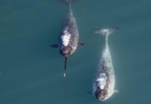 Does China Southern have TV? Does China Southern have TV?