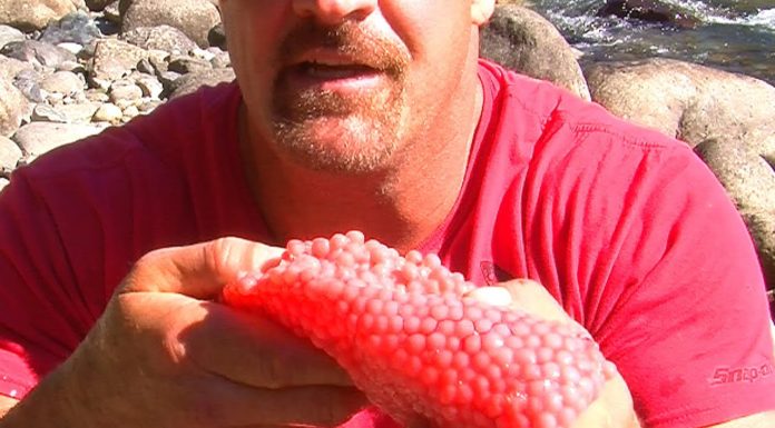 Does Flysafair serve food? Does Flysafair serve food?