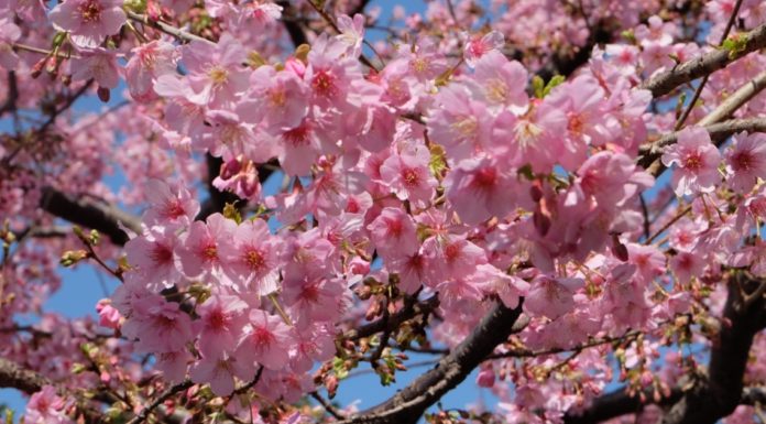 Does Japan get snow? Does Japan get snow?