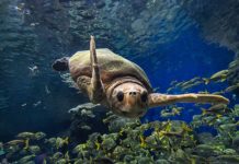 Does SeaWorld give free tickets to military? Does SeaWorld give free tickets to military?