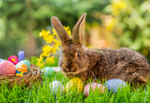 Does Whistler have bunny hills? Does Whistler have bunny hills?