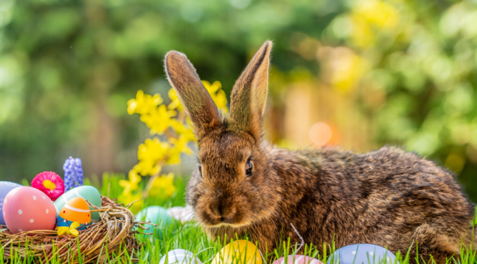 Does Whistler have bunny hills? Does Whistler have bunny hills?