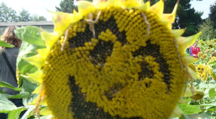 Does anyone still live at Hampton Court Palace? Does anyone still live at Hampton Court Palace?