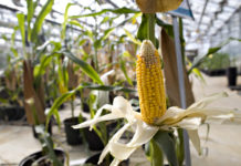 Does cacao grow in Vietnam? Does cacao grow in Vietnam?
