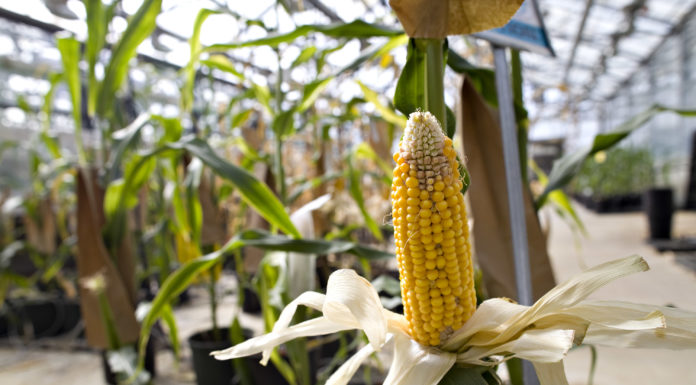 Does cacao grow in Vietnam? Does cacao grow in Vietnam?