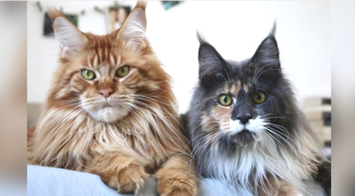 Est-ce que Jeremy est gentil ? Est-ce que Jeremy est gentil ?