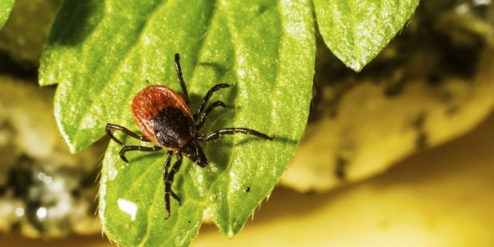 Est-ce qu'on guérit de la maladie de Lyme ?