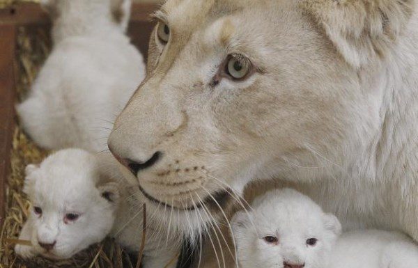 How are Goldfish born? How are Goldfish born?