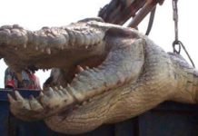 How big are saltwater crocodiles in Florida? How big are saltwater crocodiles in Florida?