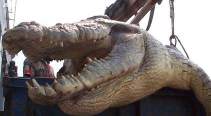 How big are saltwater crocodiles in Florida? How big are saltwater crocodiles in Florida?