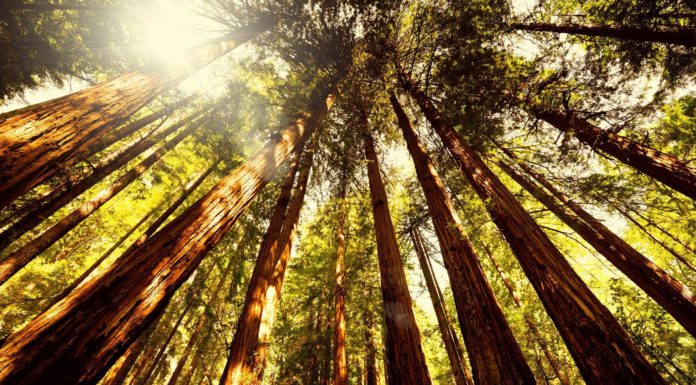 How big are the Muir Woods? How big are the Muir Woods?