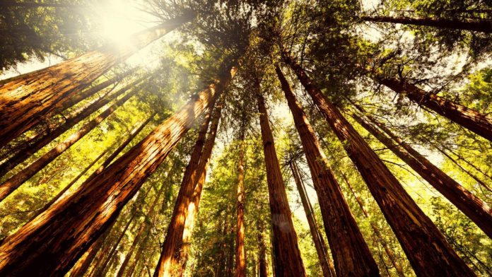 How big are the Muir Woods?
