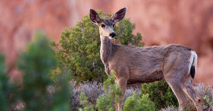 How busy is Arches in April? How busy is Arches in April?