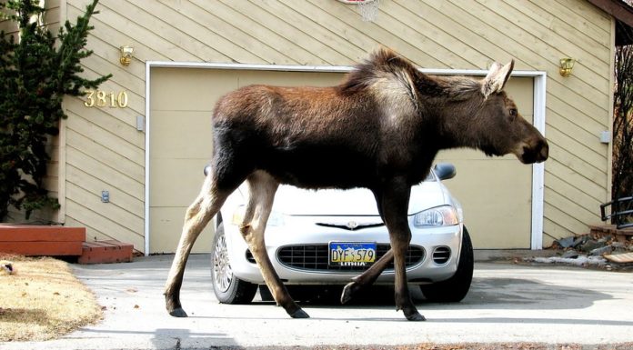 How can I get my ID online? How can I get my ID online?