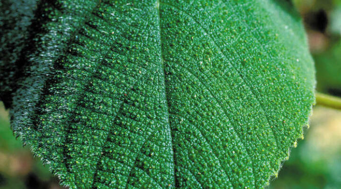 How can I live in Australia for 3 months? How can I live in Australia for 3 months?