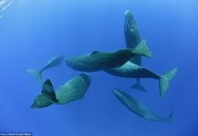 How can I see whales in Húsavík? How can I see whales in Húsavík?