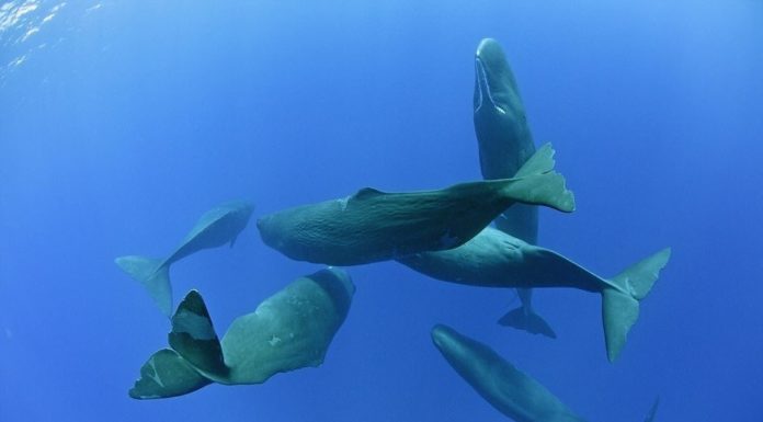 How can I see whales in Húsavík? How can I see whales in Húsavík?