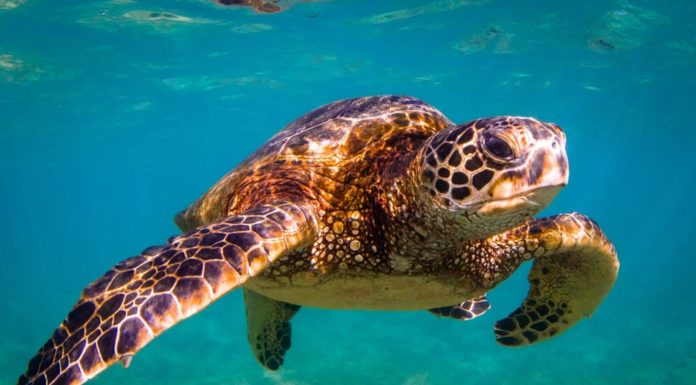 How can I spend 4 days in Malta? How can I spend 4 days in Malta?
