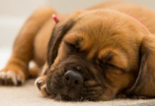 How can you tell if a dog is a Steiff? How can you tell if a dog is a Steiff?