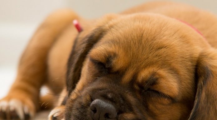 How can you tell if a dog is a Steiff? How can you tell if a dog is a Steiff?