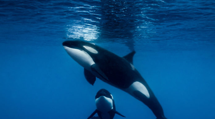 How deep is the water in the Galapagos Islands? How deep is the water in the Galapagos Islands?