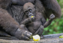 How do I get a foreign number? How do I get a foreign number?