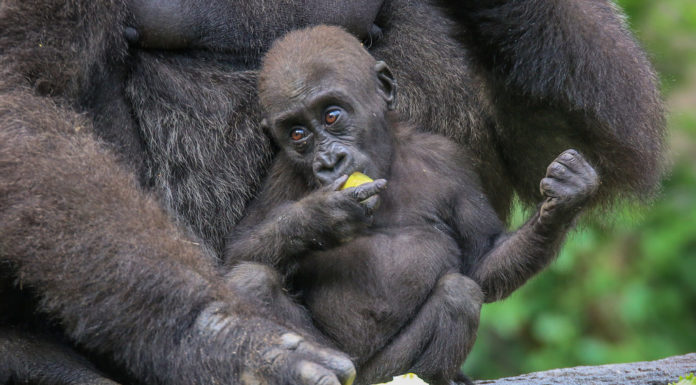 How do I get a foreign number? How do I get a foreign number?