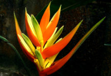 How do I get from Lombok to Flores? How do I get from Lombok to Flores?